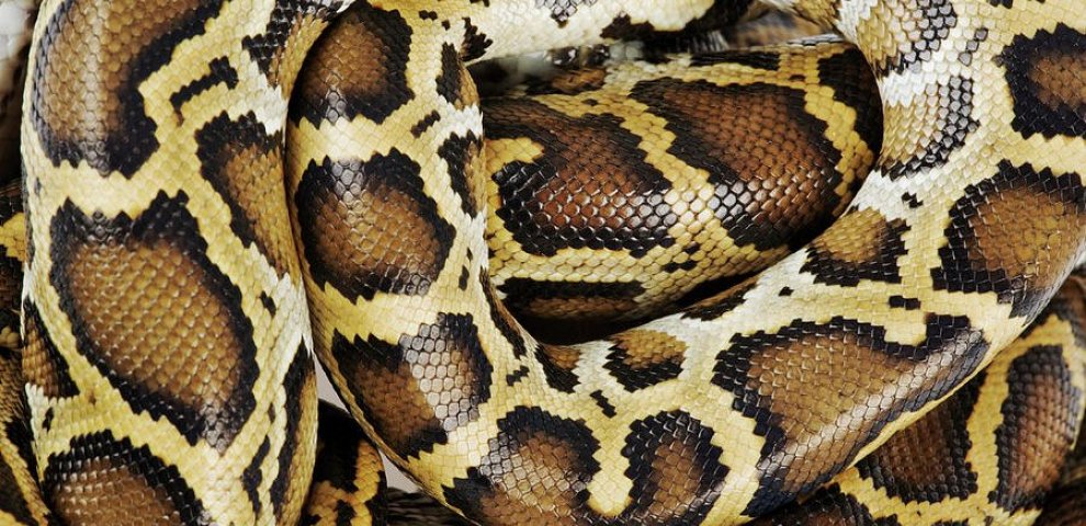 Burmese python description