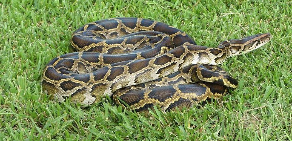 Burmese python diet