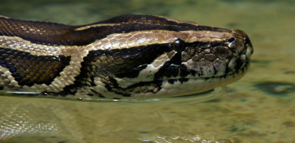 Burmese python Lifespan