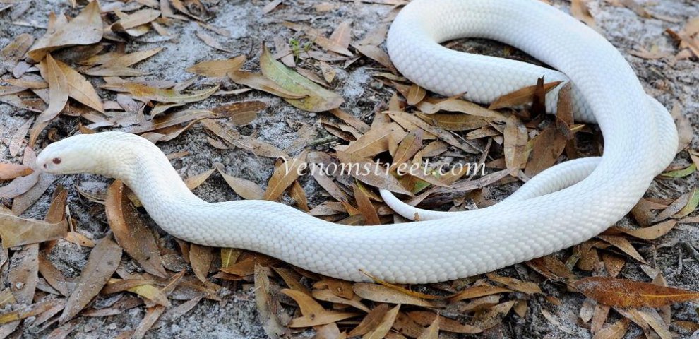 Burmese python pictures