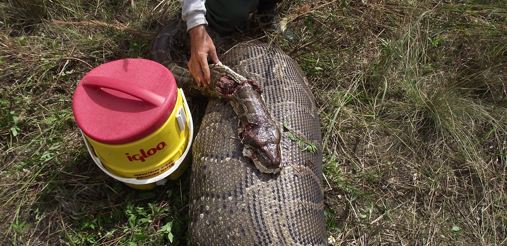 Burmese python reproduction