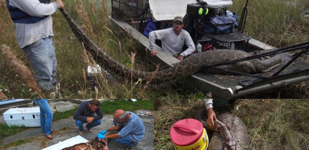 Burmese python VS alligator