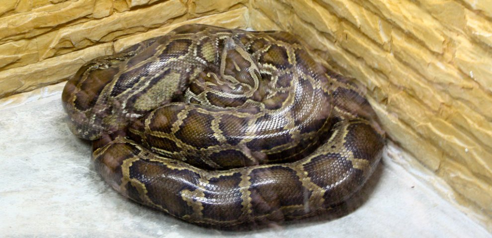 Burmese python wiki