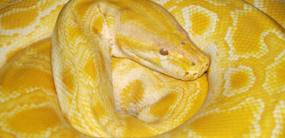 Burmese Pythons weigh