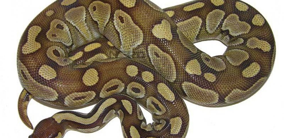 Butter Ball Python