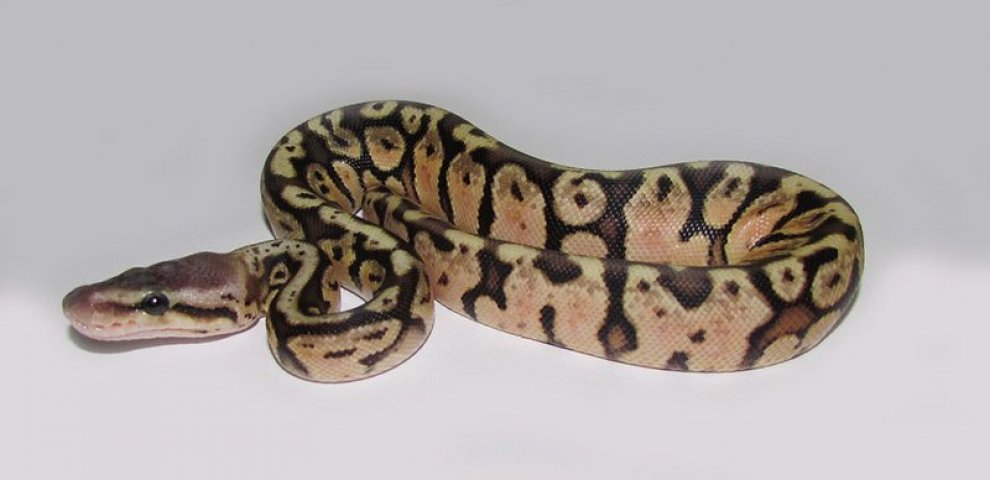 Can Ball Pythons swim?