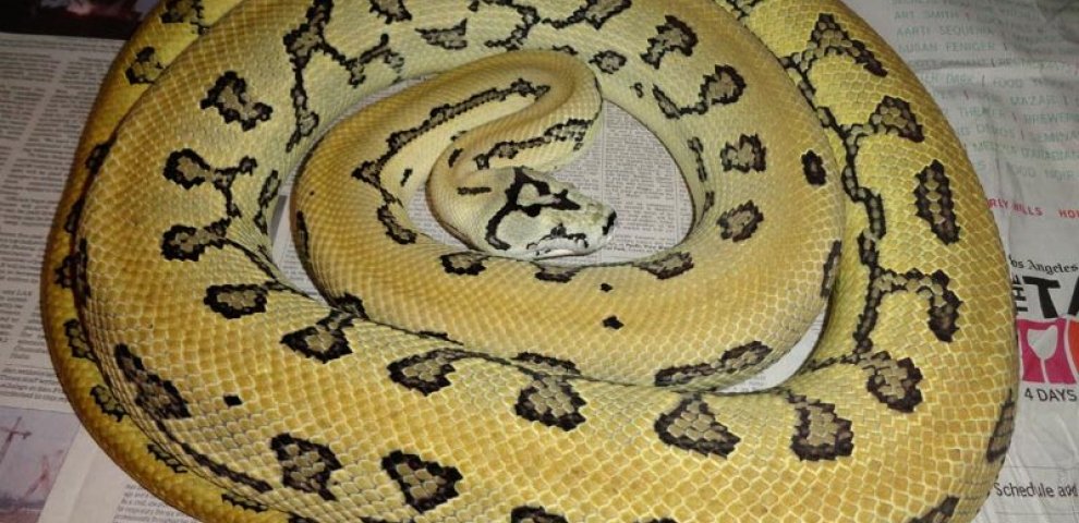 Coastal Carpet Pythons
