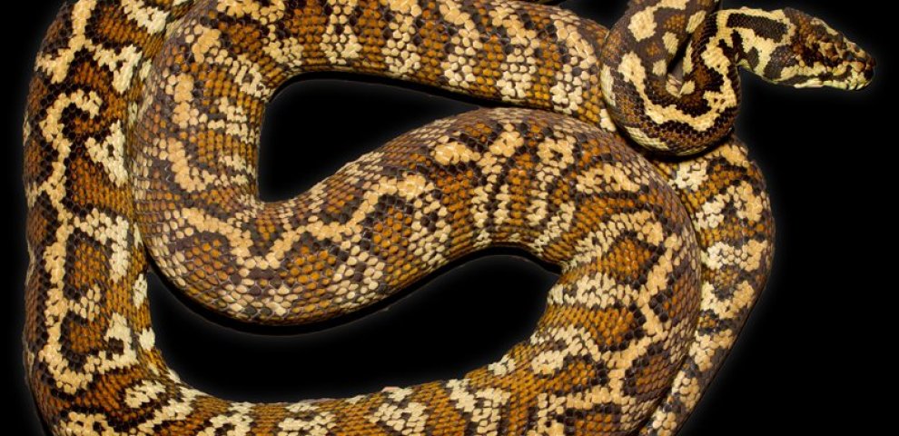 Darwin Carpet Python