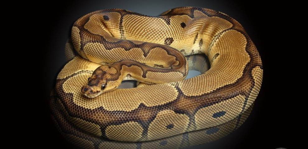 Designer Ball Pythons
