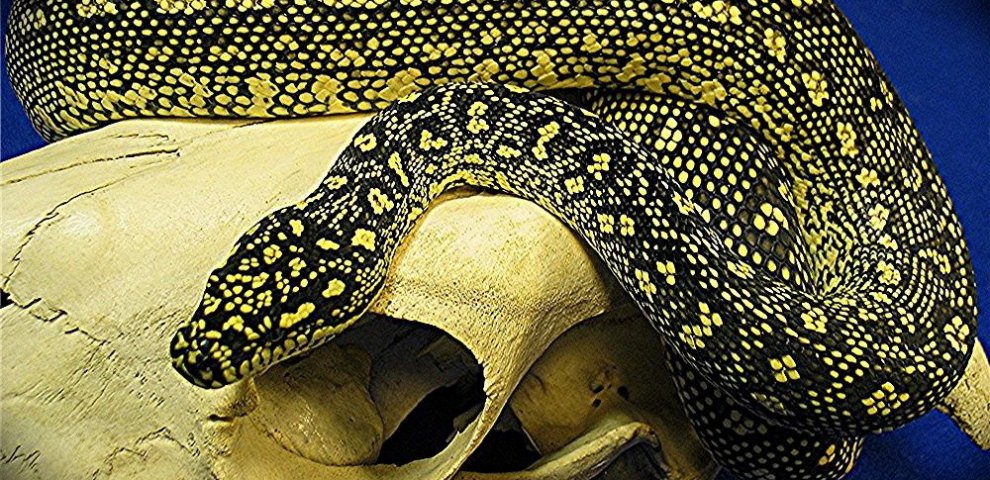 Diamond Jungle Carpet Python