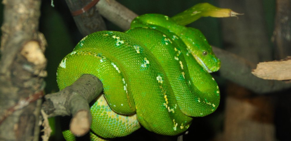 Emerald Tree Python