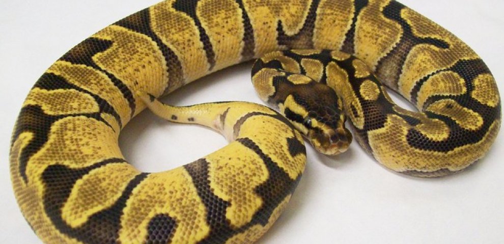 Enchi Ball Python