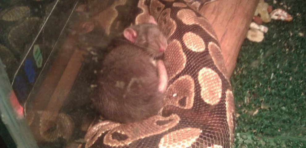 Feeding baby Ball Pythons