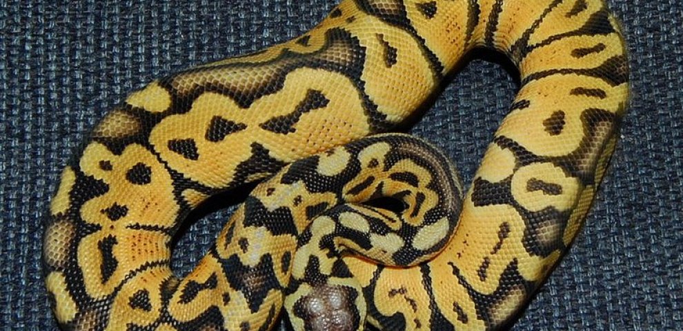 Female Pastel Ball Pythons for sale
