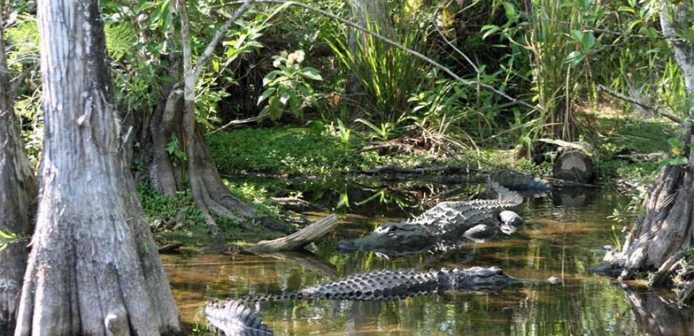 Florida Everglades Pythons