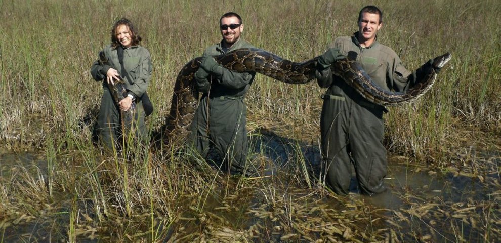 Florida Python bounty
