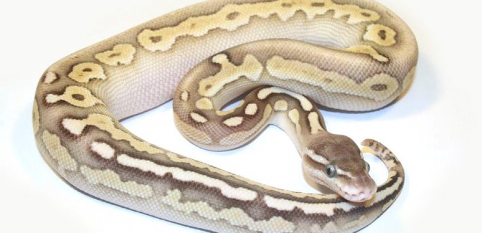 Full size Ball Python