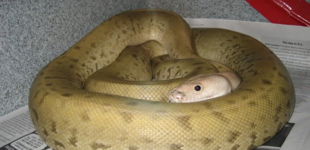 Green Burmese python