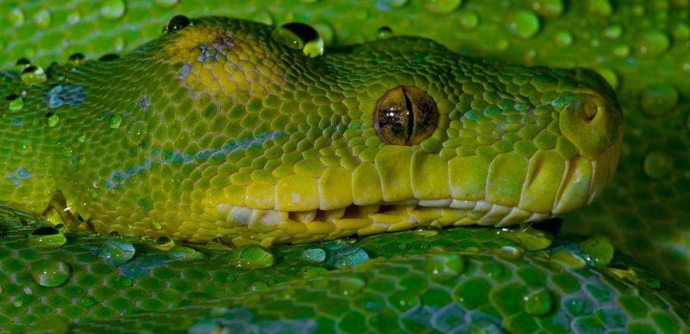 Green Tree Python Pictures