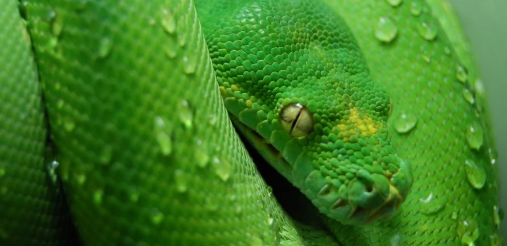Green Tree Pythons for sale