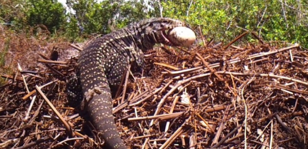 Invasive Pythons in Florida
