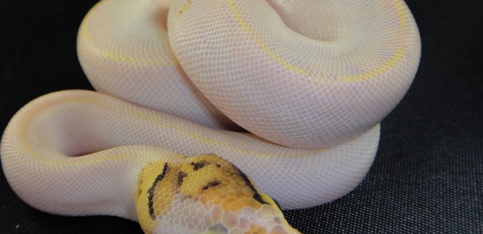 Ivory Ball Pythons for sale