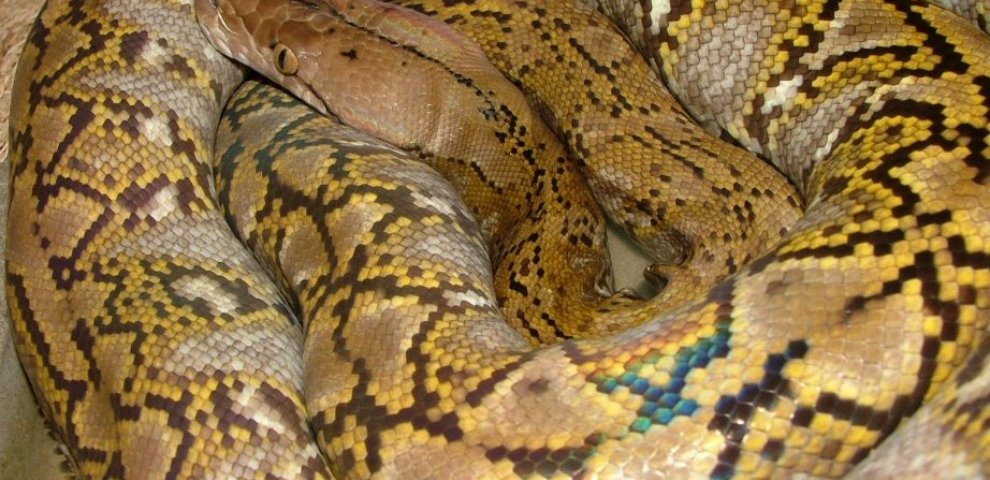Jampea Reticulated Python