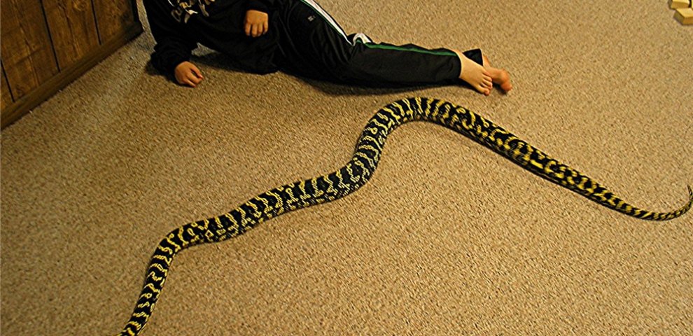 Jungle Carpet Python size