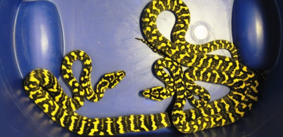 Jungle Carpet Pythons