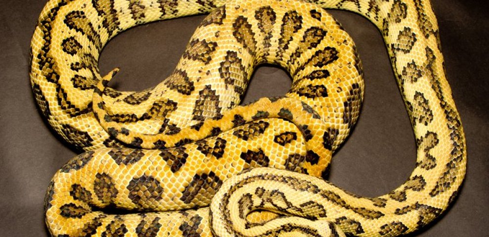 Jungle Jaguar Carpet Python for sale