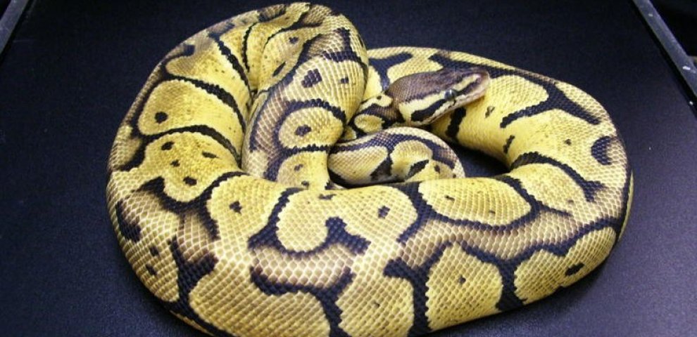 Jungle Pastel Ball Python