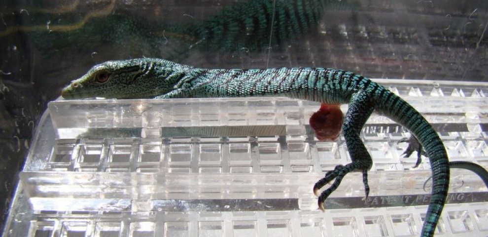 Kingsnake Classifieds Ball Python