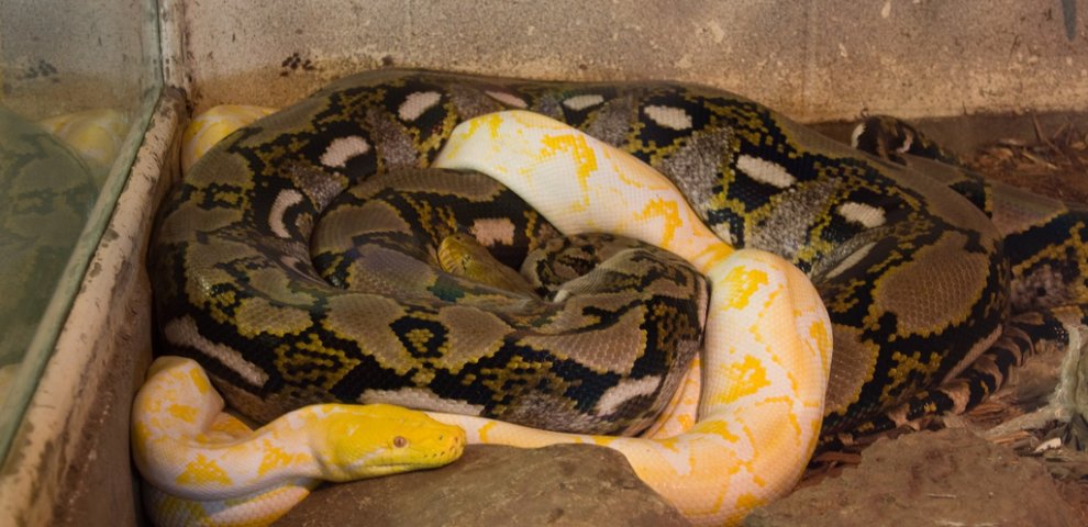 Large Pythons