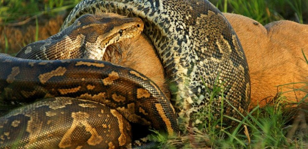 Largest Python ever