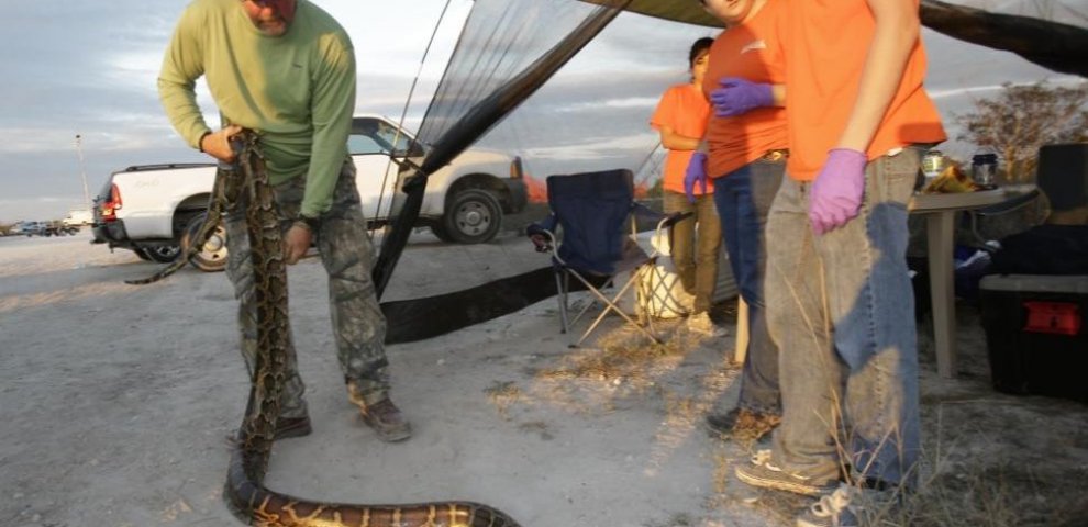 Longest Burmese python