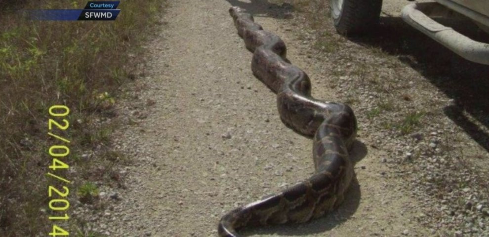 Longest Python ever