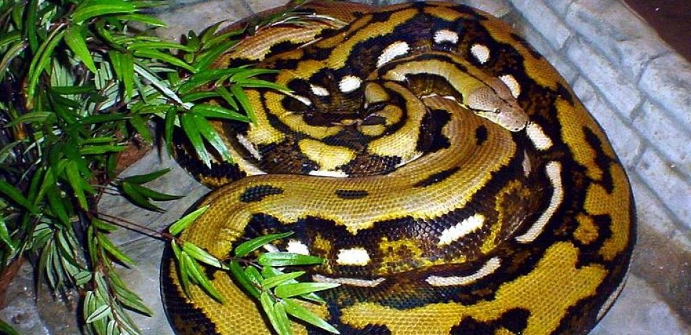 Longest Reticulated Python