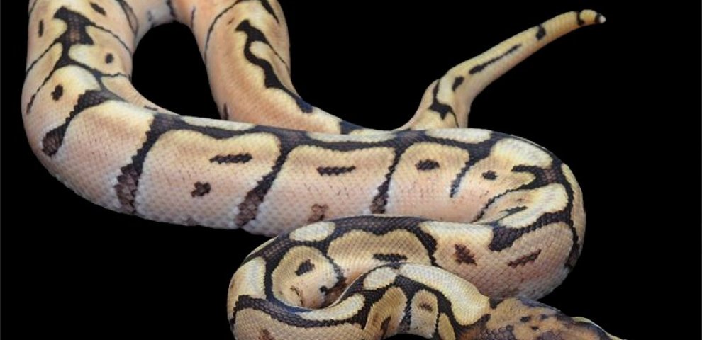 Mojave Ball Python Price