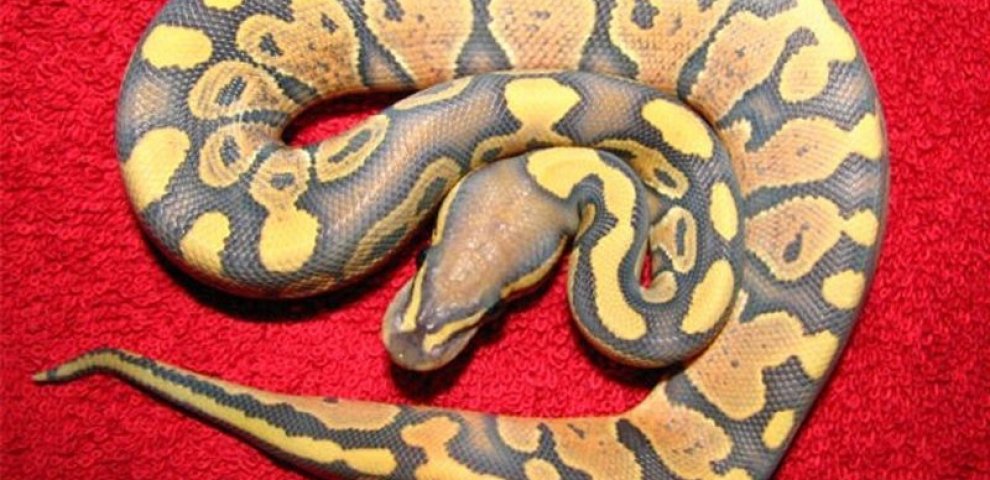 Orange Ghost Ball python for sale