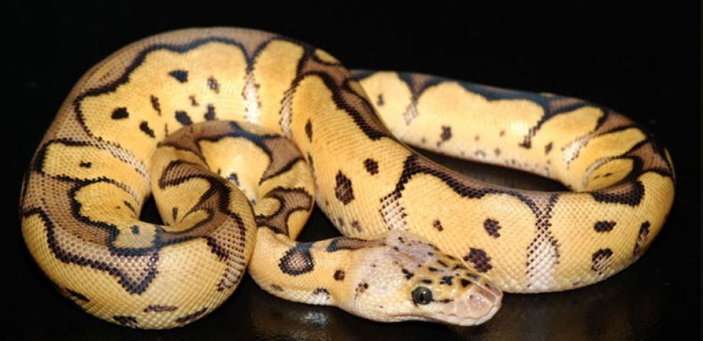 Pastel Clown Ball Pythons