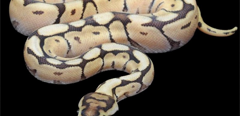 Pastel Spider Ball Python