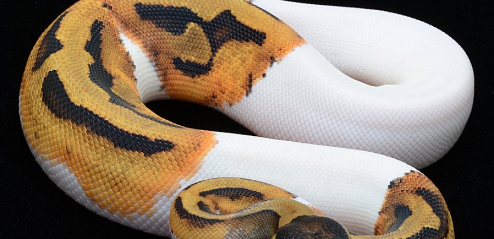 Piebald Ball Python