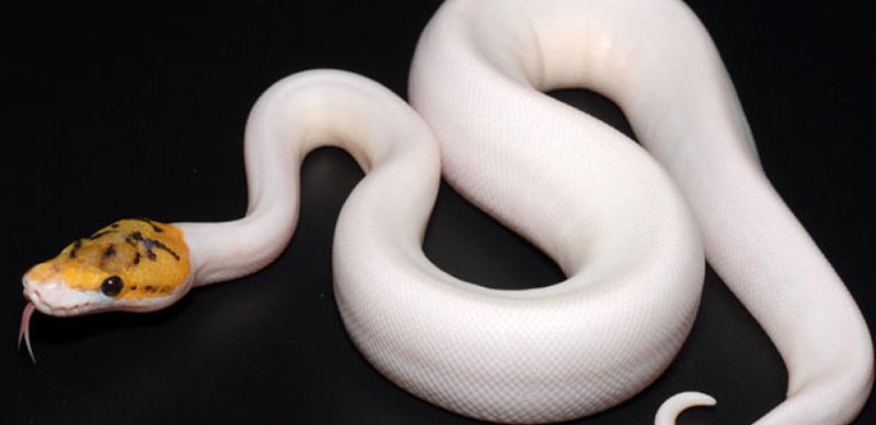 Piebald Ball Pythons