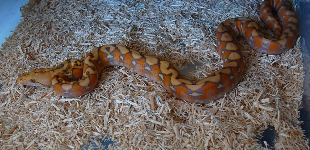 Purple Albino Reticulated Python