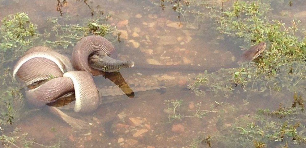 Python eating an alligator