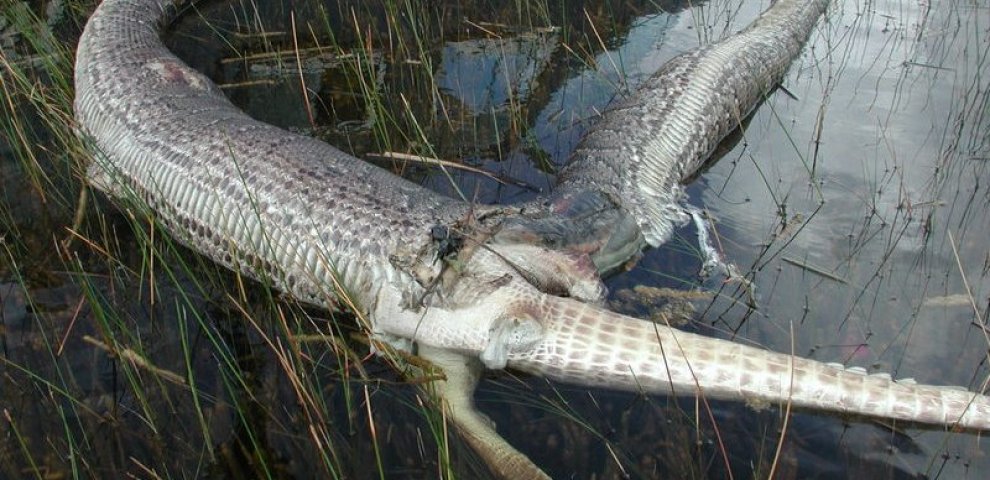 Python Eats alligator