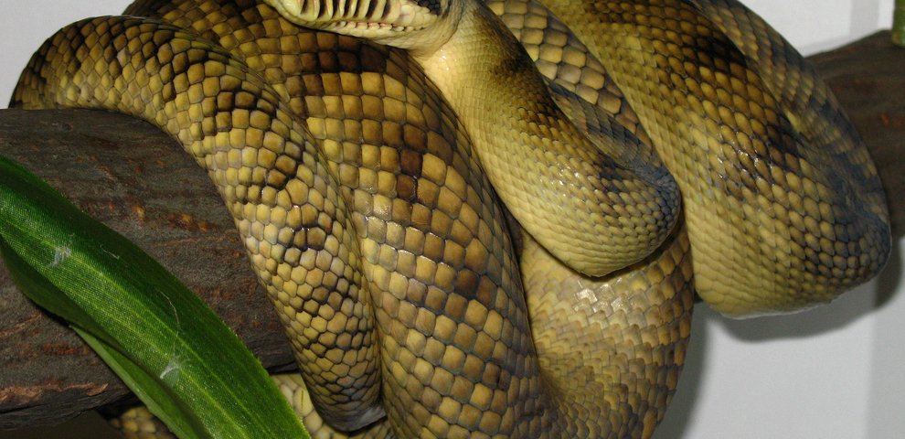 Python snakes