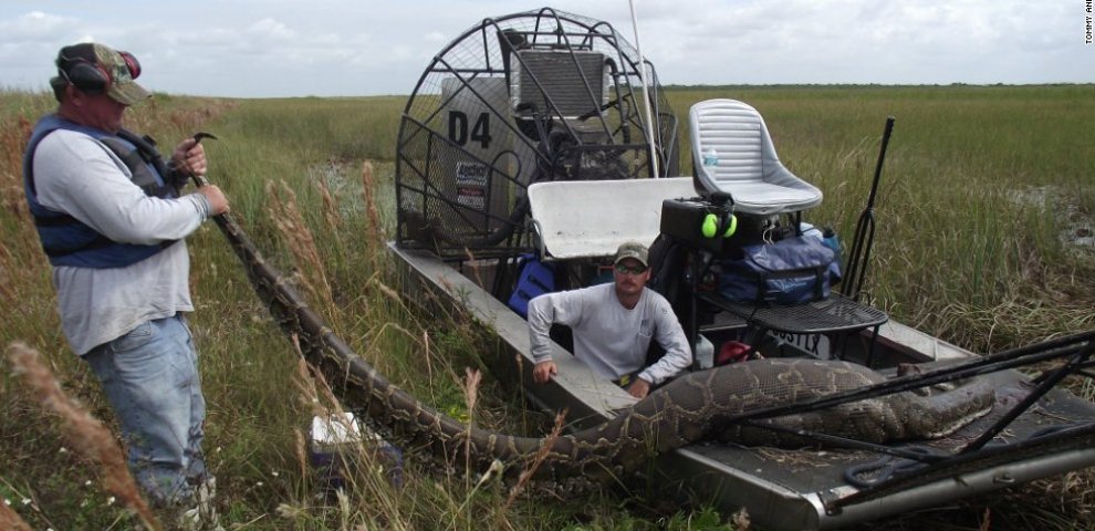 Pythons Florida Everglades