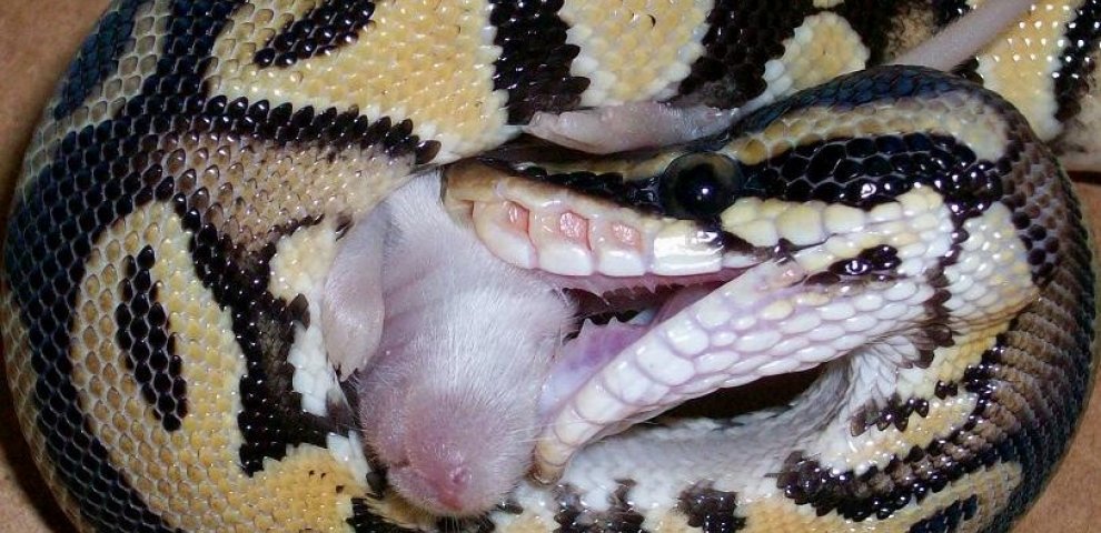Pythons teeth