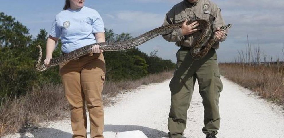 Rock Python in Florida